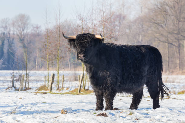 istock Black scottish highlander cow in winter snow 640227868