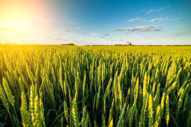 istock Green field of sprouting wheat. 640227998