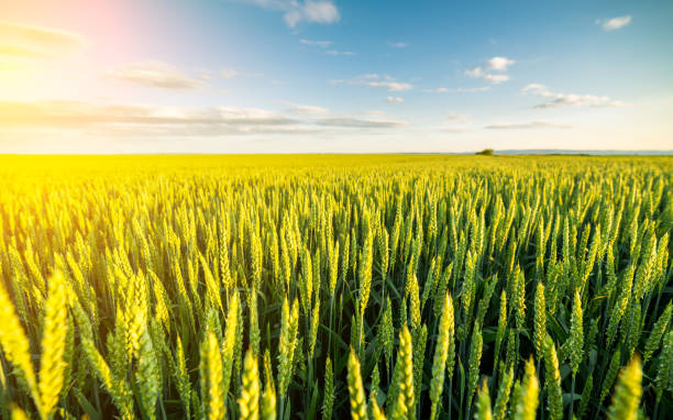 Green field of sprouting wheat.