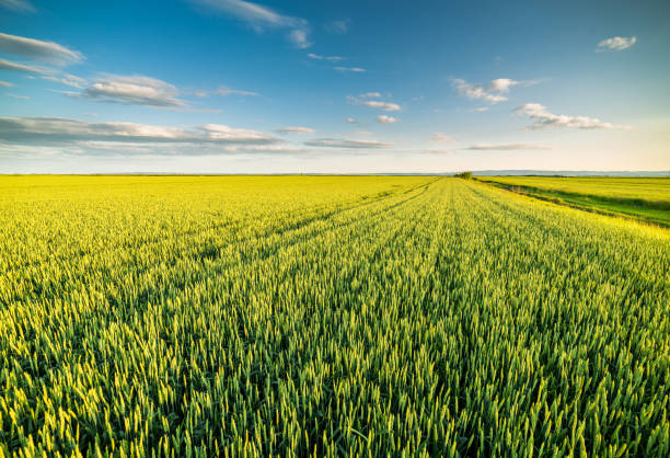 istock Green field of sprouting wheat. 640228396