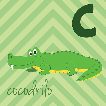 Cartoon Zoo Alphabet With Animals Spanish Name C For Cocodrilo Stock  Illustration - Download Image Now - iStock
