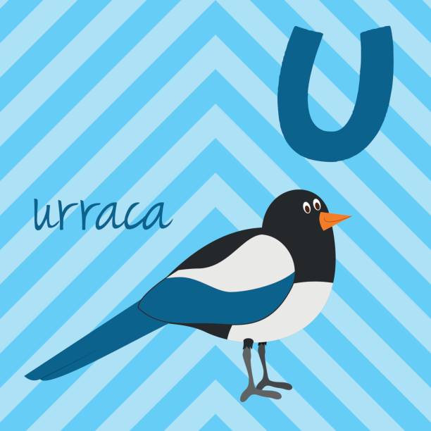 Cartoon Zoo Alphabet With Animals Spanish Name U For Urraca Stock  Illustration - Download Image Now - iStock