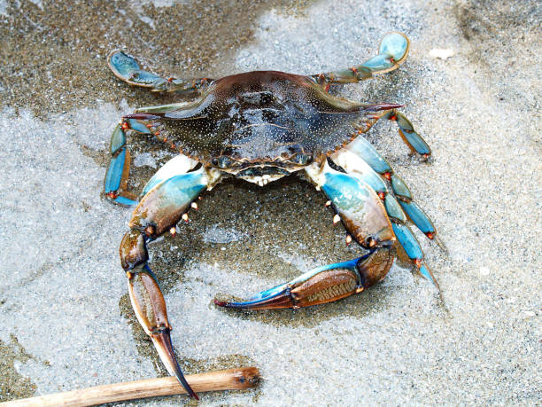 istock Cancer is interesting water hit the shore 640232996