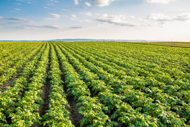 istock Green field of potato crops in a row. 640233000