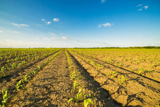 istock Green corn maize field in early stage. 640233452