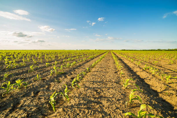 istock Green corn maize field in early stage. 640233568