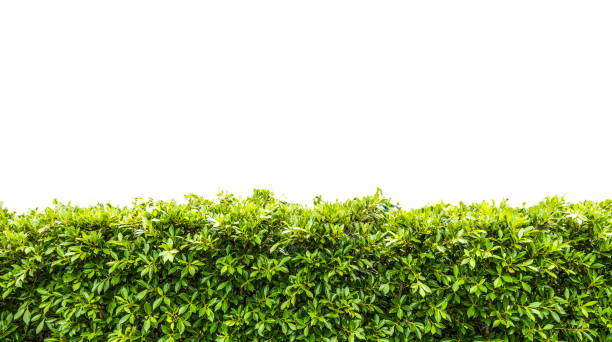 Green hedge stock photo