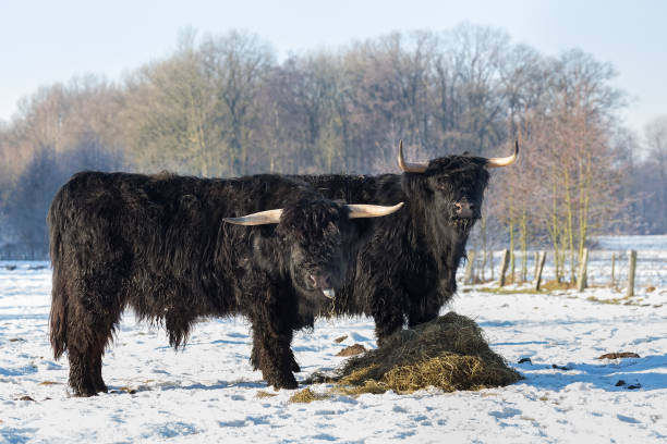 istock Two black scottish highlanders in winter snow 640234584