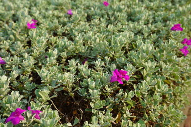 leucophyllum frutescens - texas tea zdjęcia i obrazy z banku zdjęć