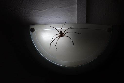 Spooky spider waiting patiently for a prey on a wall lamp.