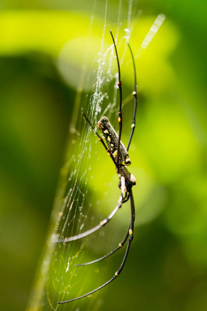 istock The Northern Golden Orb Weaver (Nephila pilipes). 640236028
