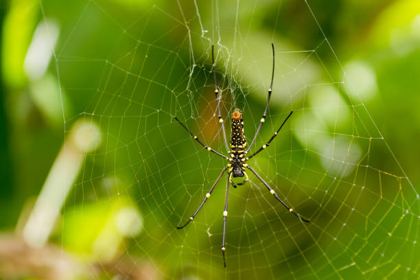istock The Northern Golden Orb Weaver (Nephila pilipes). 640236084