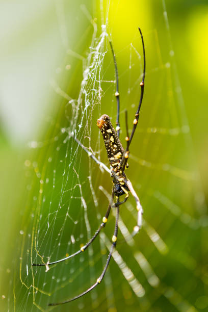 istock The Northern Golden Orb Weaver (Nephila pilipes). 640236522