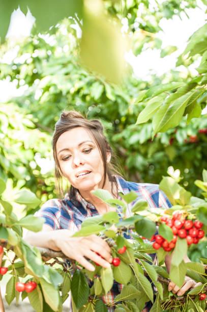 istock Woman Picking Cherries in her Orchard 640236918