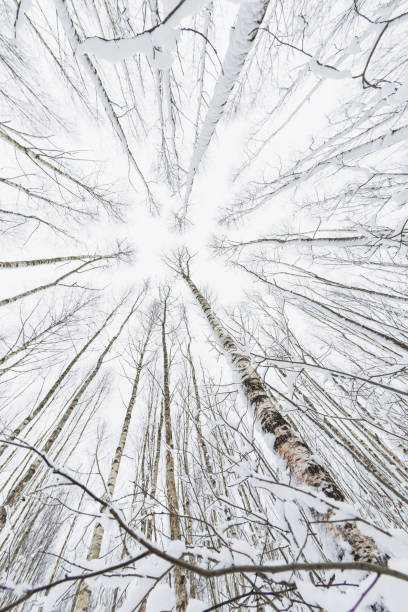 istock Winter forest. Snowy wood captured with Fish-Eye lens. Bottom view. 640238376