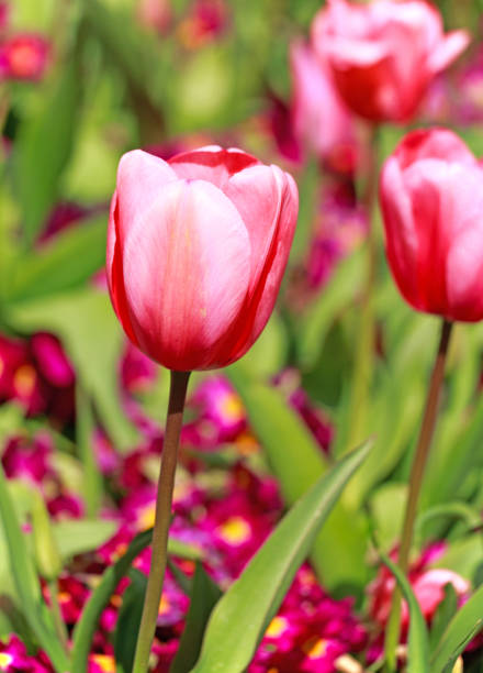 istock Brightly coloured pink and upright red tulip 640239296