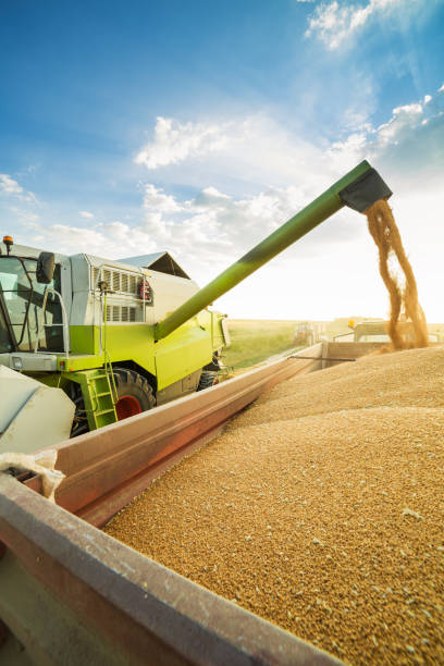 istock Combine harvester in action on wheat field. 640239804