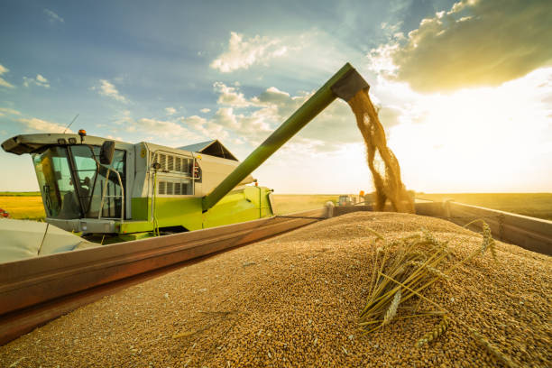 istock Combine harvester in action on wheat field. 640240446
