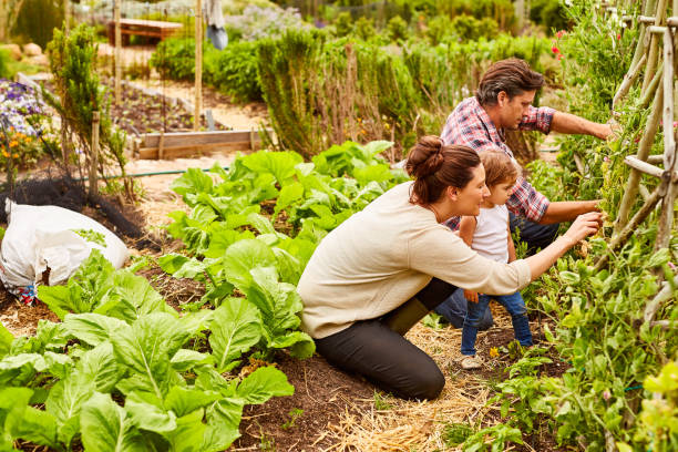 istock Managing their organic garden 640240508
