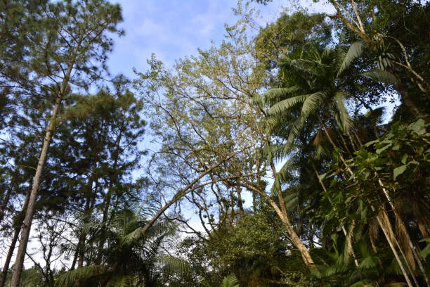 beatufil trees - green woods forest southern brazil imagens e fotografias de stock