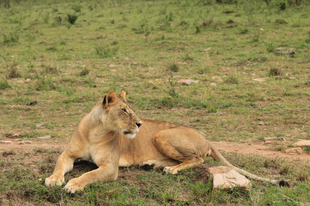 istock Young male lion in Kenya 640241848