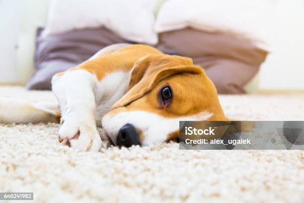 Perro Acostado En Una Alfombra Blanda Después Del Entrenamiento Foto de stock y más banco de imágenes de Perro