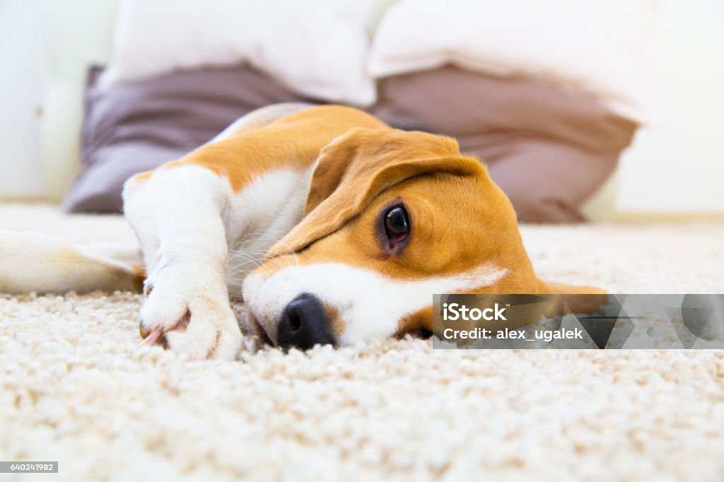 Dog lying on soft carpet after training Tired dog on carpet. Sad beagle on floor. Dog lying on soft carpet after training. Beagle with sad opened eyes indoors. Beautiful animal background. Dog Stock Photo