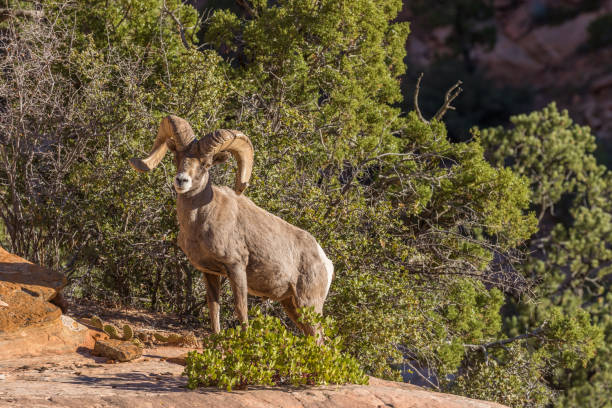 istock Desert Bighorn Sheep ram 640241988