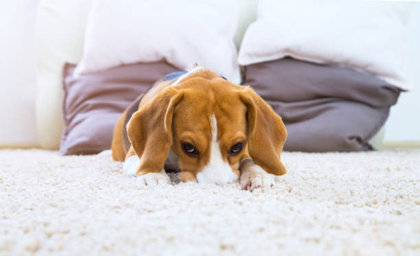 istock Dog on white fluffy carpet at home 640242058
