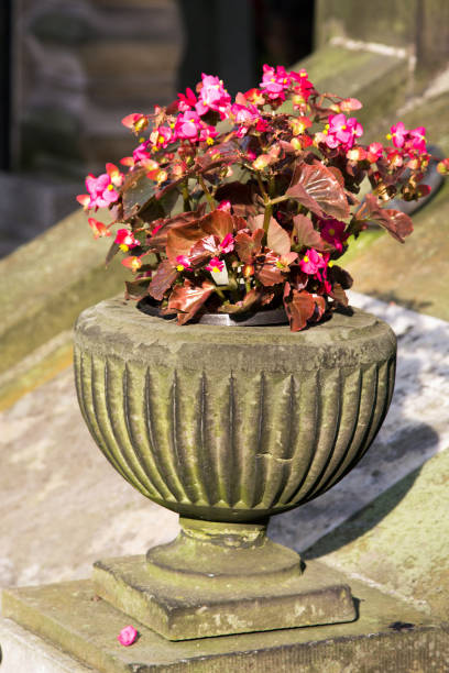 istock Old stone vase with pink flowers 640242664