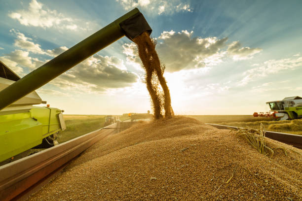 istock Combine harvester in action on wheat field. 640243106
