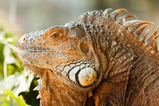 istock Head orange iguana close-up 640243474