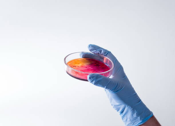 placa de petri com cultura de bactérias - petri dish agar jelly laboratory glassware bacterium imagens e fotografias de stock