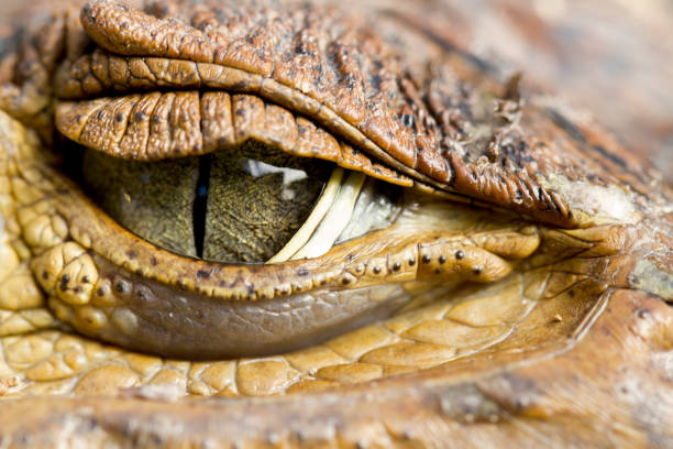 istock Alligator Eyes in Closeup 640243902
