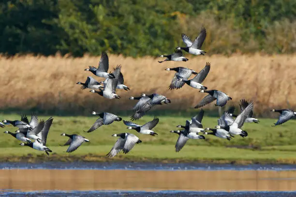 barnacle geese in flight with vegetation in the background