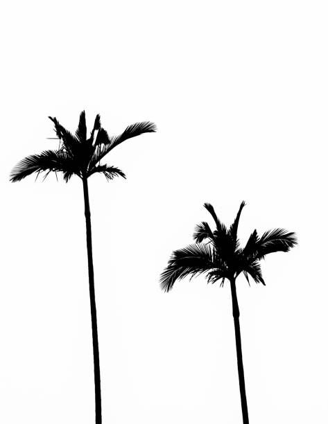 istock Silhouette of two coconut palms 640245052