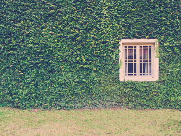 istock green wall with white window in vintage tone. 640245354