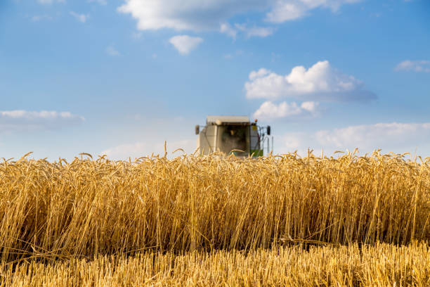 istock Combine harvester in action on wheat field. 640245360