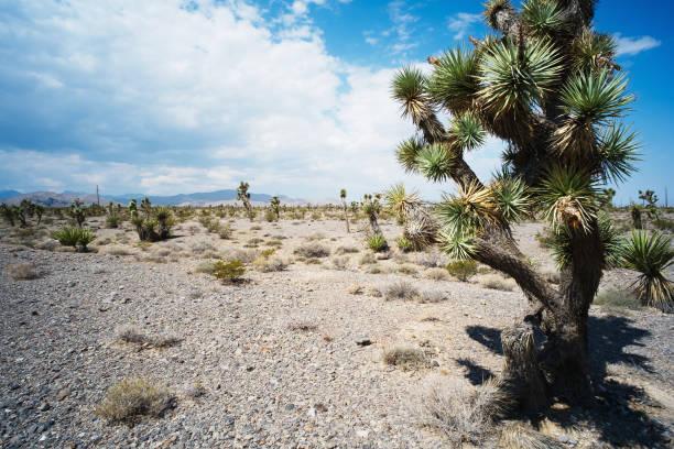 Photo of Joshua Trees on a desert in Arizona, USA. Film and grain simulation on processing.