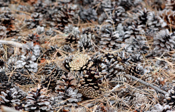 istock Some cones fell to the ground. Forest. 640246274
