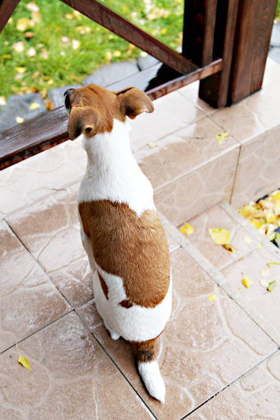 istock alone puppy on a rainy autumn day 640249104