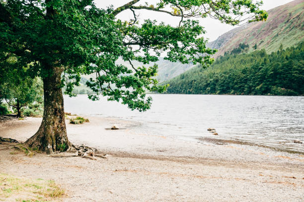 árvore na margem do lago superior, glendalough, irlanda - upper view - fotografias e filmes do acervo
