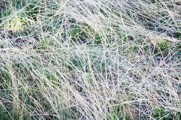 istock field plants in autumn 640252158