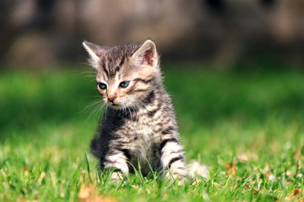istock Sad kitten sitting on green grass, looking away from the 640252236