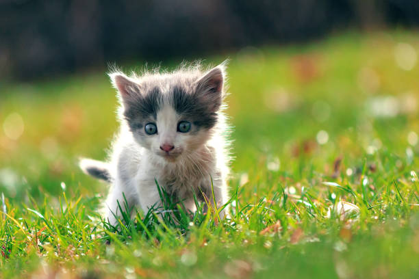 Kitten walks on the lawn with autumn colors in the background
