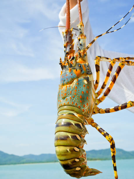 istock Hand holding live lobster 640252982