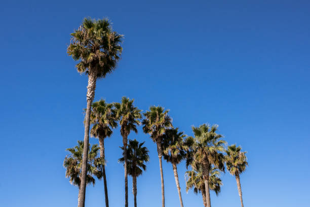 istock Palm Trees in the Clear Blue Sky 640253026