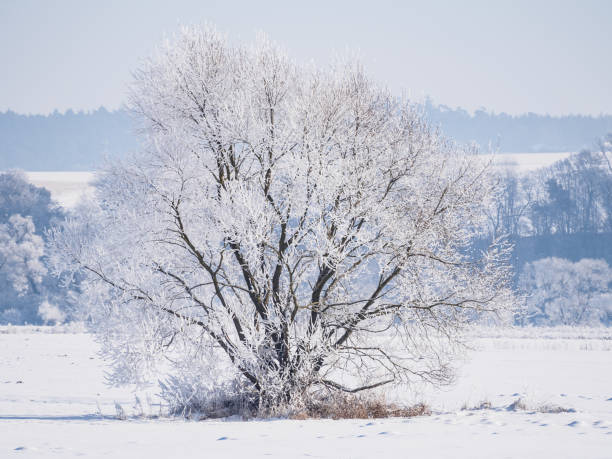 istock Single tree covered in frost and snow 640254290