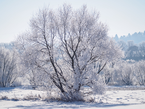 Single tree covered in frost and snow II.