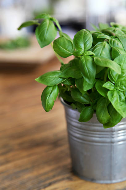 istock mint in flowerpot on the wooden table 640254678